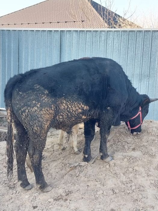 Продам быка жирный