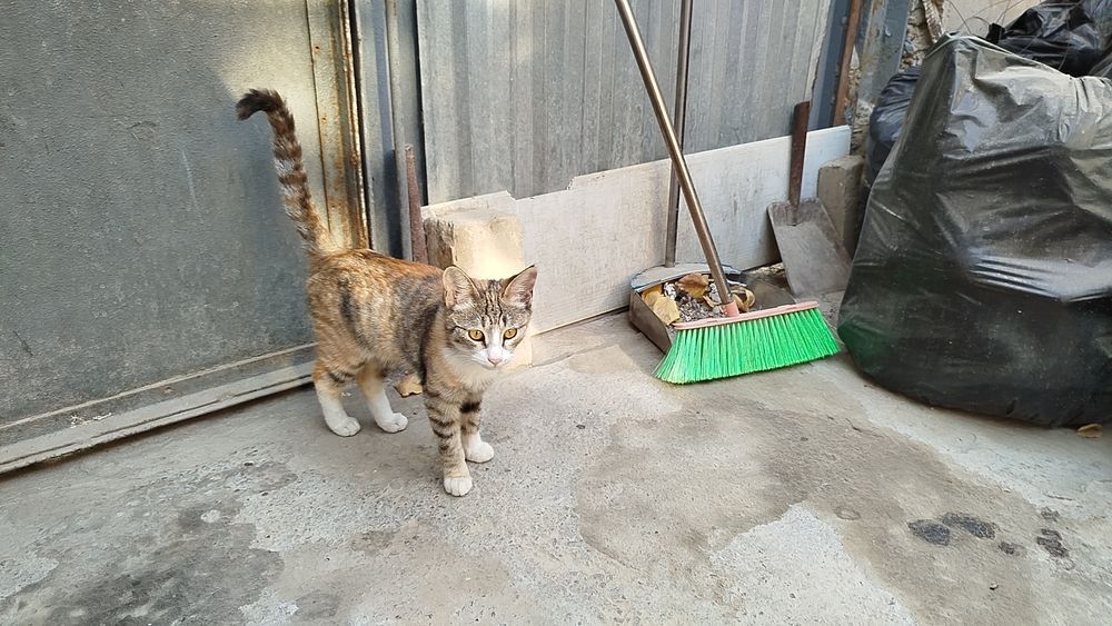 Отдам в хорошие руки кошечку трёх цветную