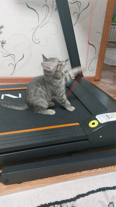 Короткошорстная девочка британка