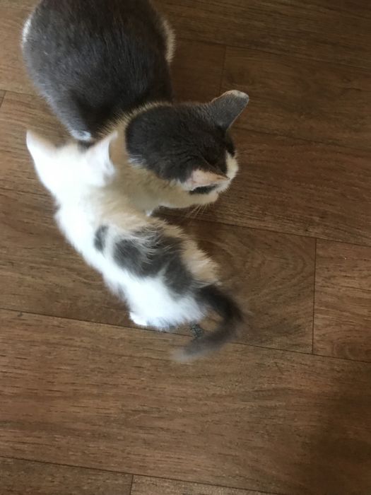 Отдам котят в добрые руки