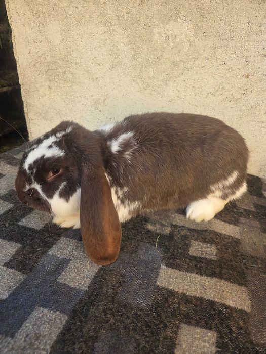 Iepuri berbec german