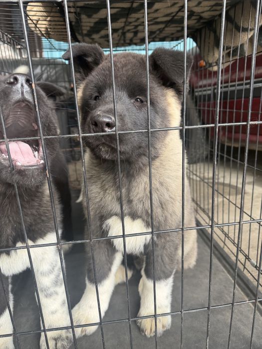 Щенки Американской Акиты