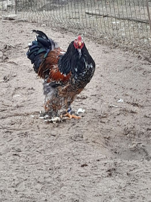 Ouă Brahma porțelan si bobat