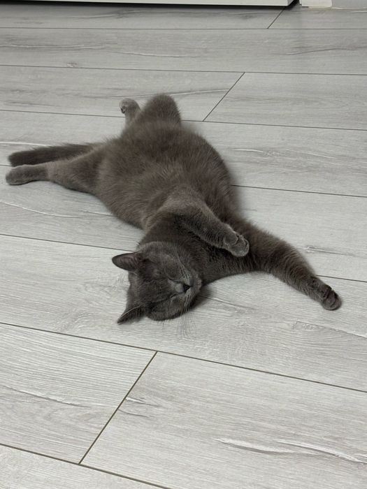 Продам котенка срочно британка