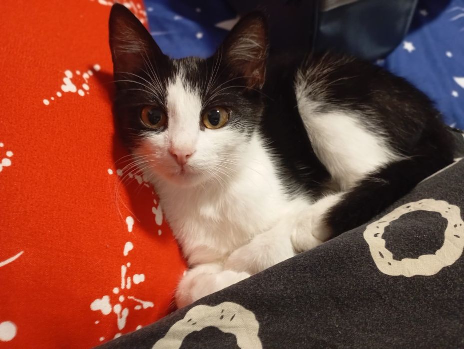 Pisicuta spre adoptie