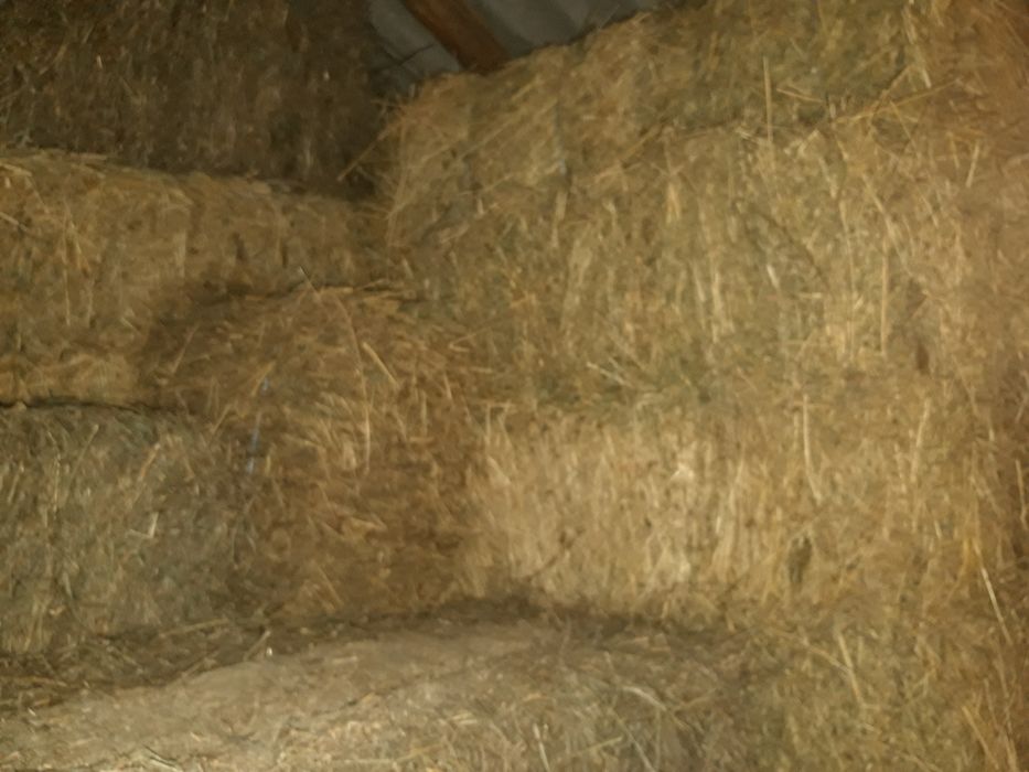 Baloți lucernă calitate max