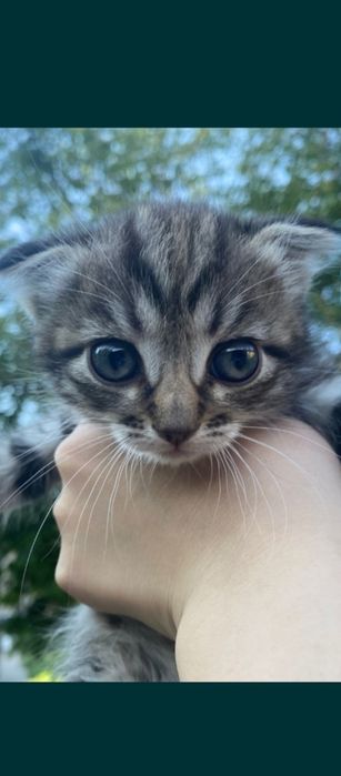 Вислоухие котята