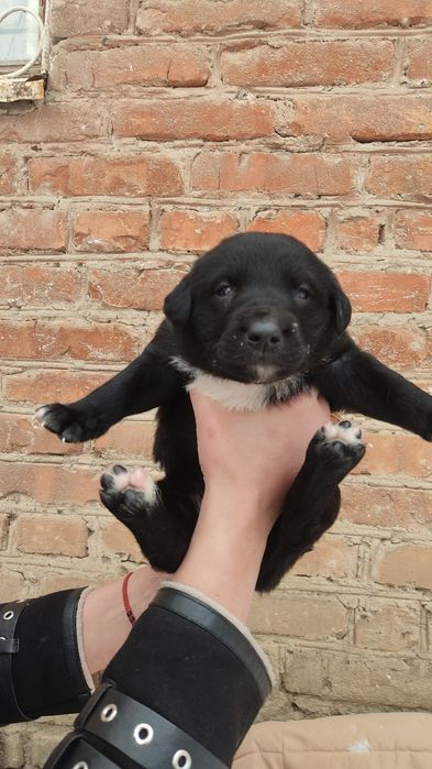 Отдам даром милых кутят