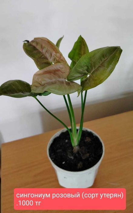 Продам комнатные  растения.