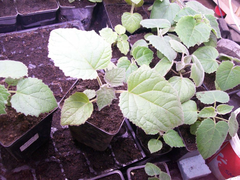 paulownia hibrid 9501  paulonia , paulovnia, nord max
