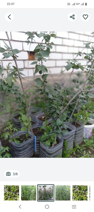 Саженцы тополя, клён, сирень.