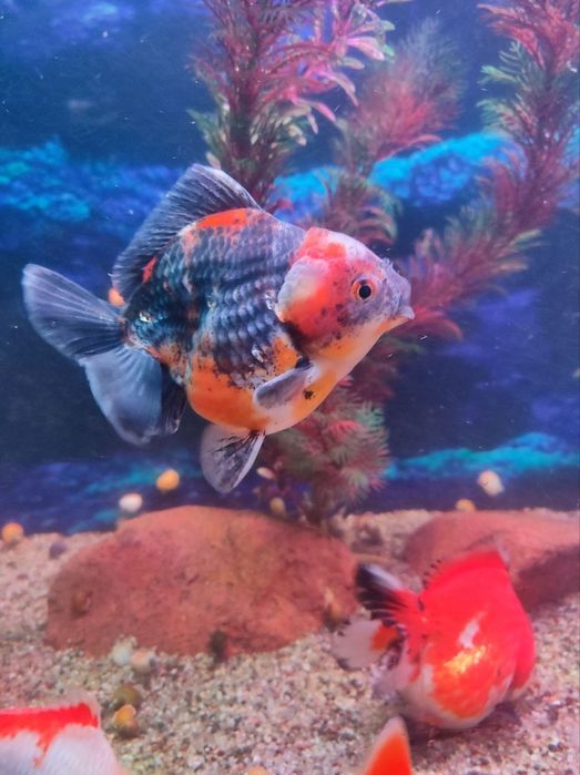 Аранда малйоклари сатилади