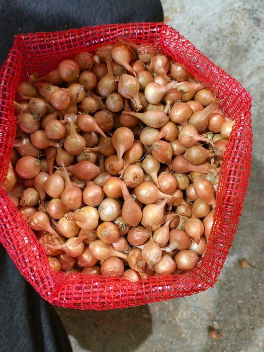 Арпаджик. Лясковски