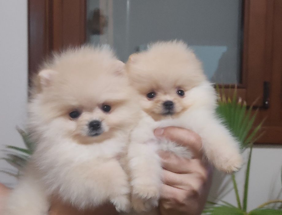 Померан мини померан