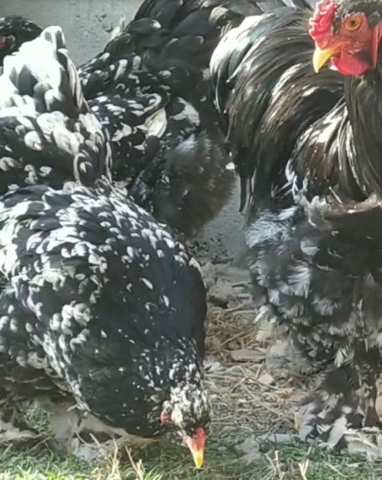 brama tovuq tuxumlari sotiladi