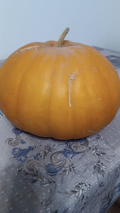 Продаем тыкву домашнюю