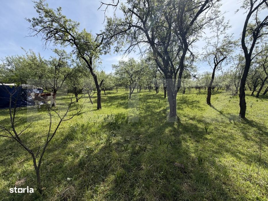 Teren Intravilan in suprafata de 700 mp - Sarmas