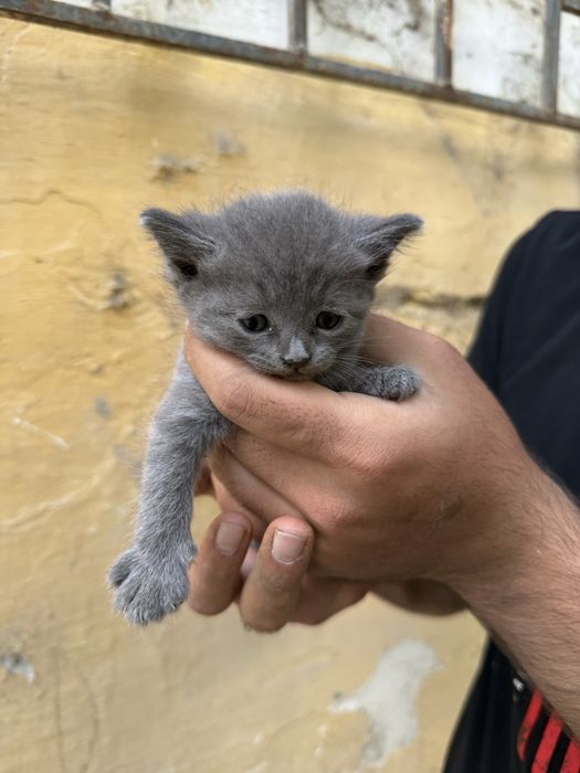 Ищем дом для ласковых котят