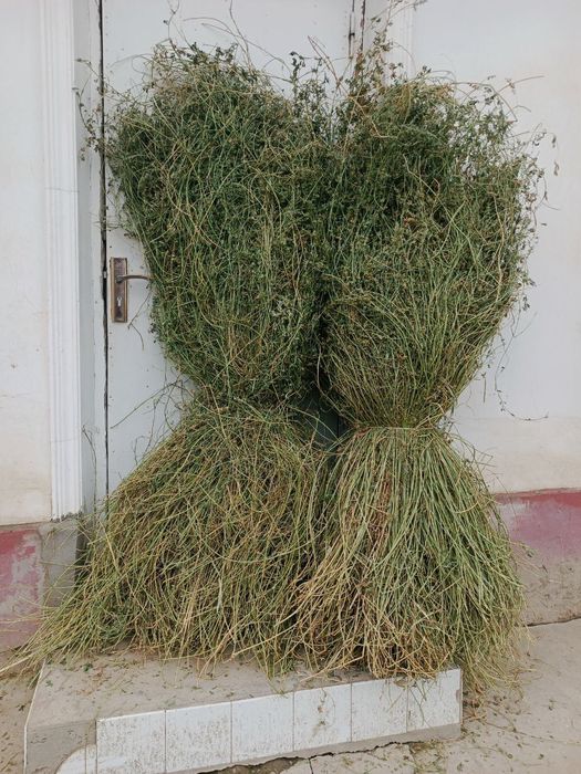 Beda va beda aralash mayin pichan sotiladiI !!!