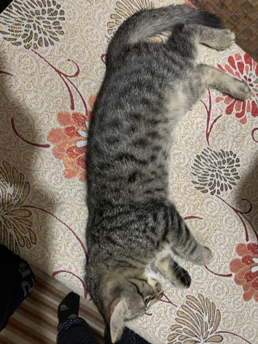Котята полосатые