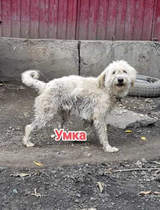 Дарю в добрые и ответственные руки