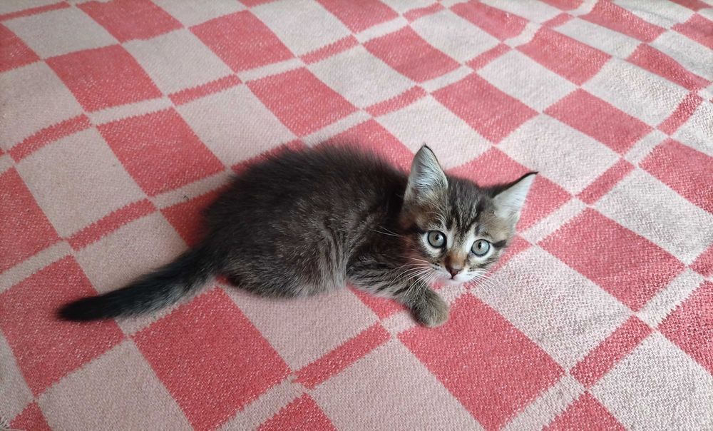 Отдам котят бесплатно