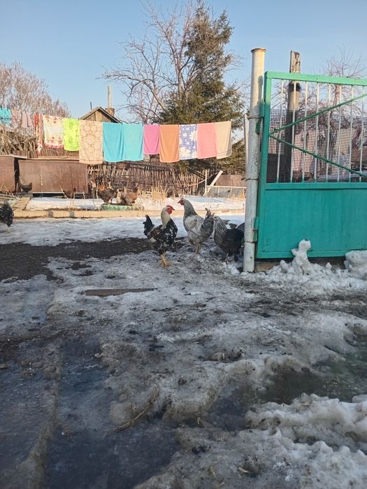 Продам молодых домашних петрушкой.