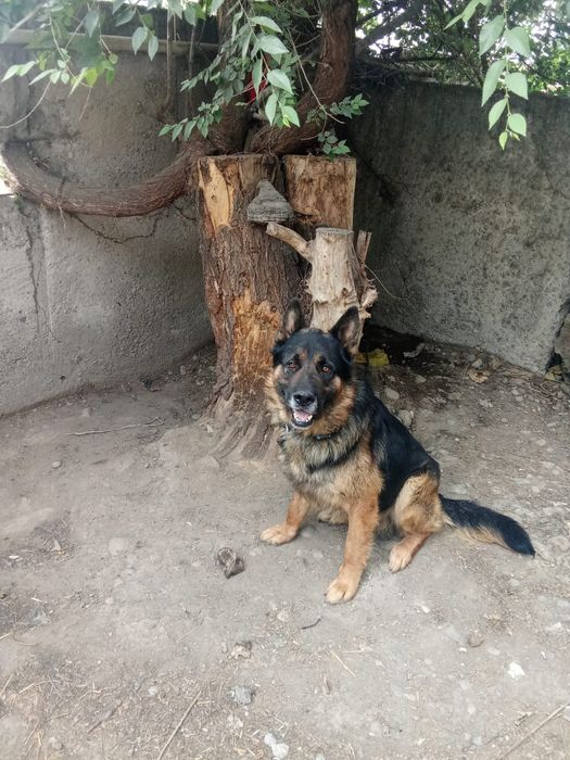 Овчарка собака немецки