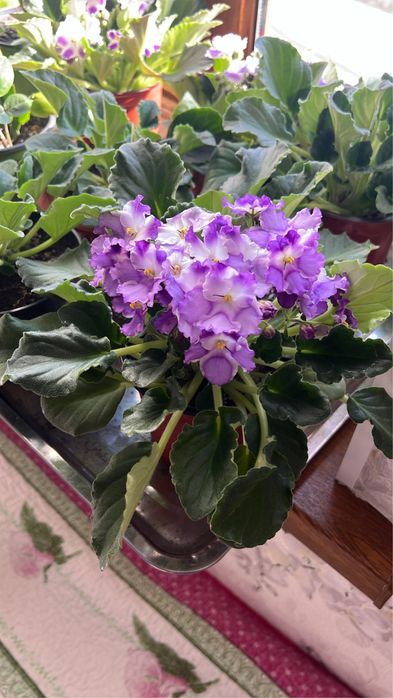 Комнатные цветы