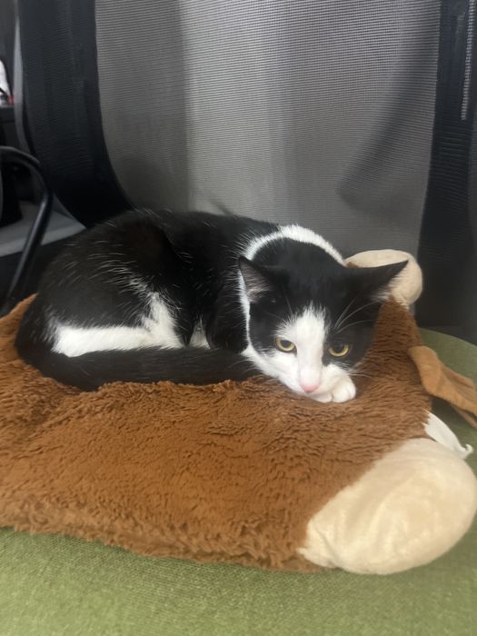 Donez pisic, varsta 5 luni