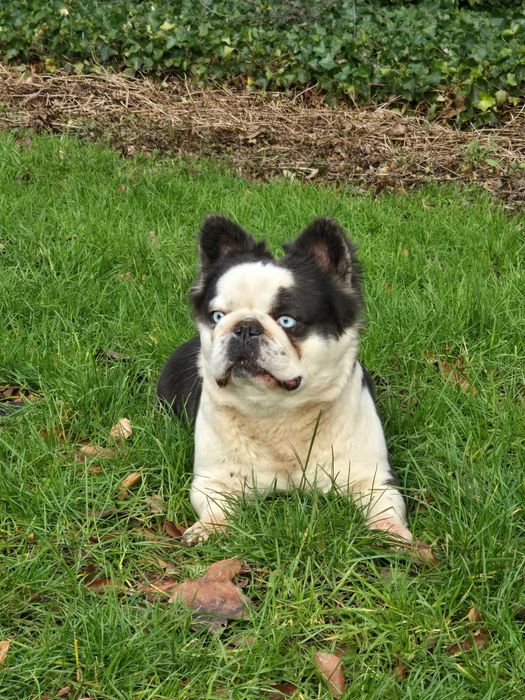 French bulldog for new home