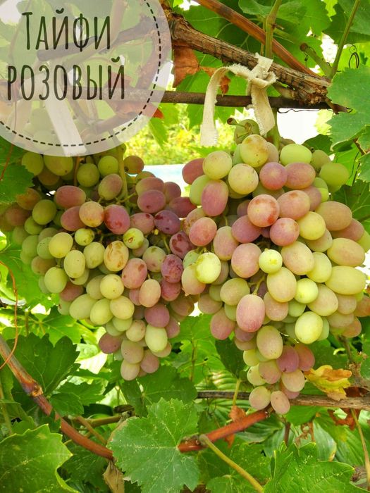 Виноград саженцы винограда