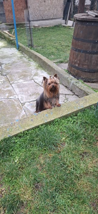 Йоркширкски териер