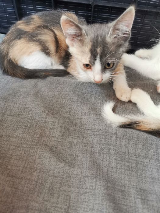 4 pisicuțe spre adopție