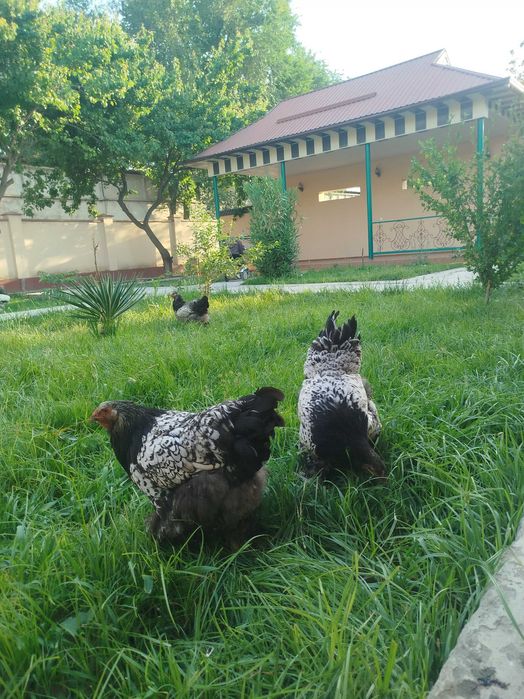 Tochkali Brama tovuq tuximiga zakaz olaman
