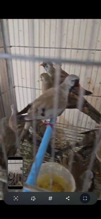 Капский  горлицы