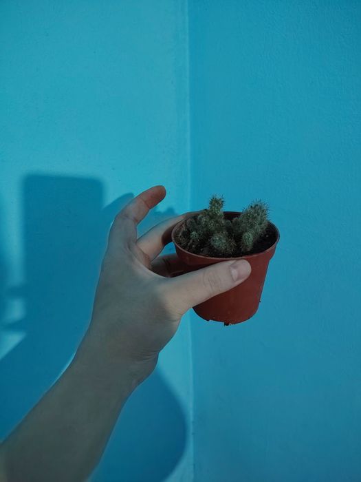 Комнатные цветы. Хона гуллари