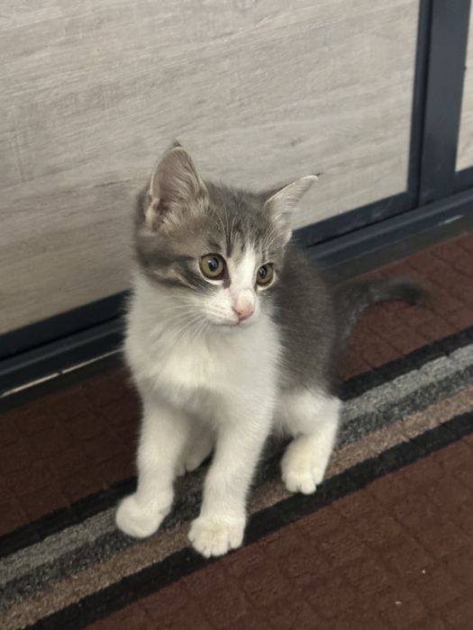 Продам маленькую котенку