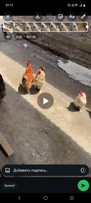Куры петухи домашние