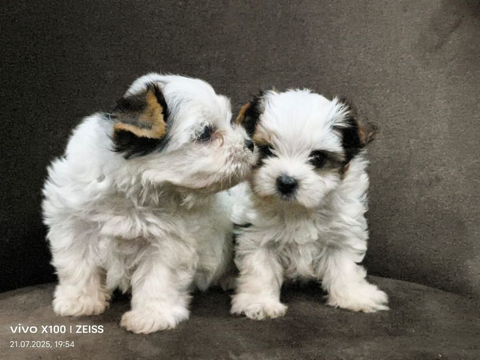 Очаровательные щенки бивера.