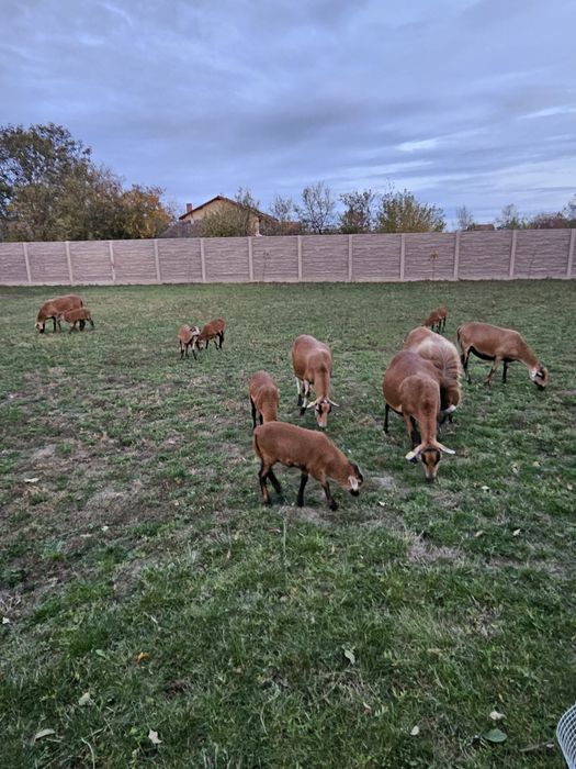 Oi de Camerun, de vânzare.