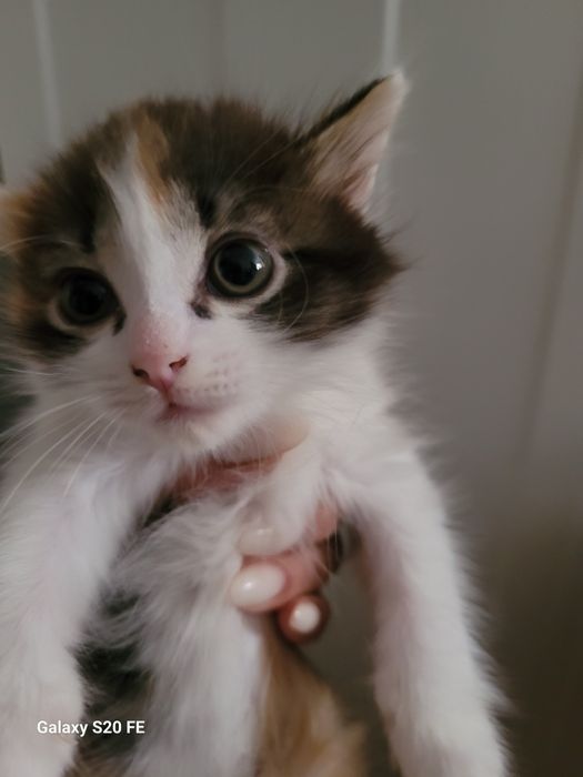 Катенкий  1.5 месяца