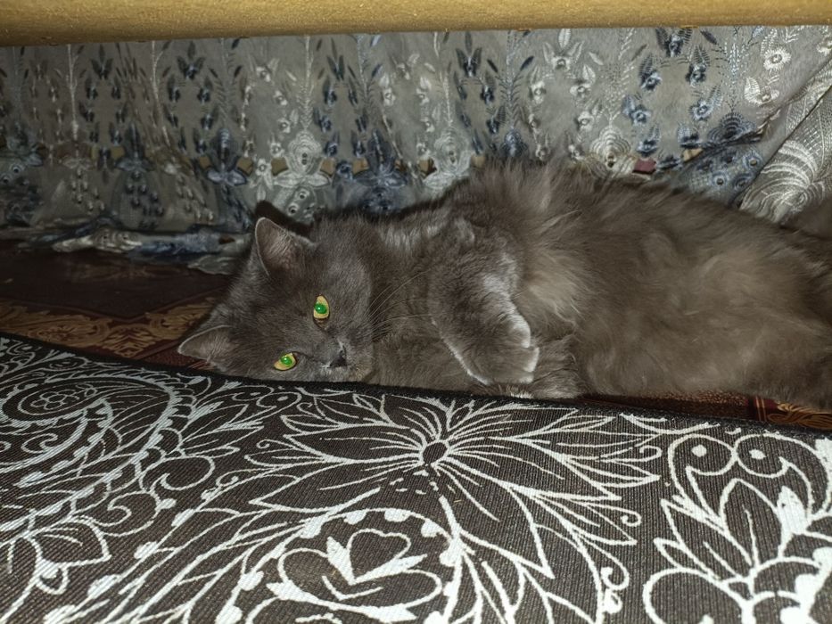 Отдам кота в хорошие руки!