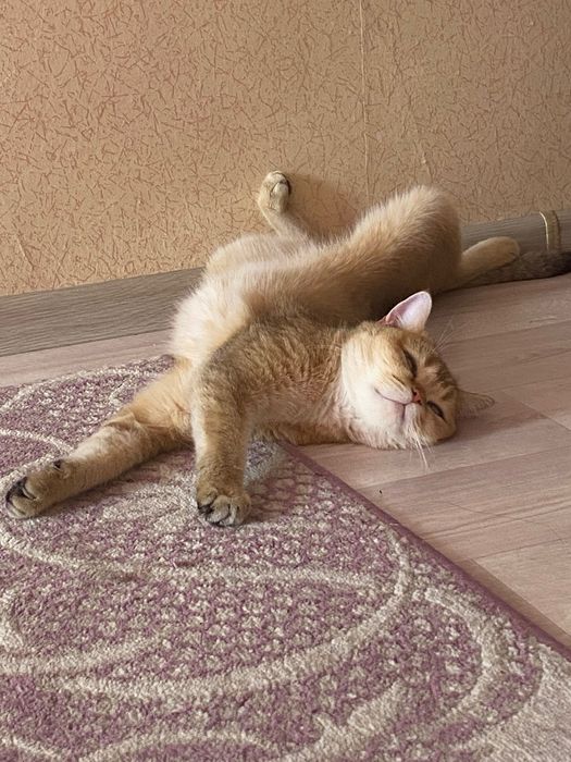Отдаю в связи с переездом