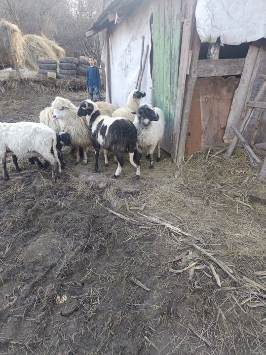 De vânzare 3 noatine breze și 3 oi
