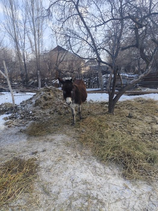 Есек сатылады 45000тг саудасы бар