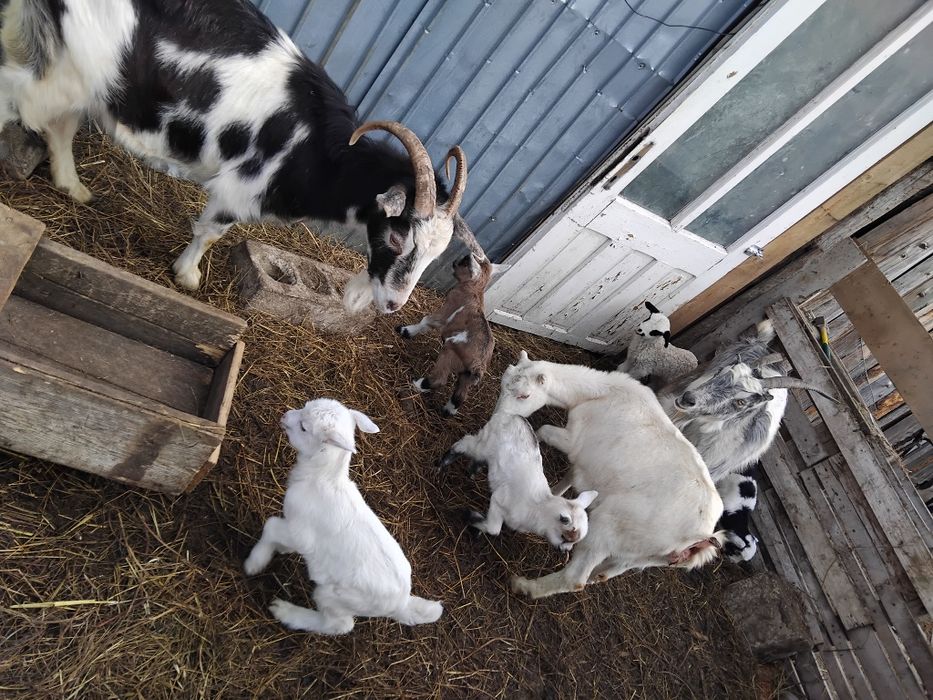 De vânzare capre cu 2 iezi tinere