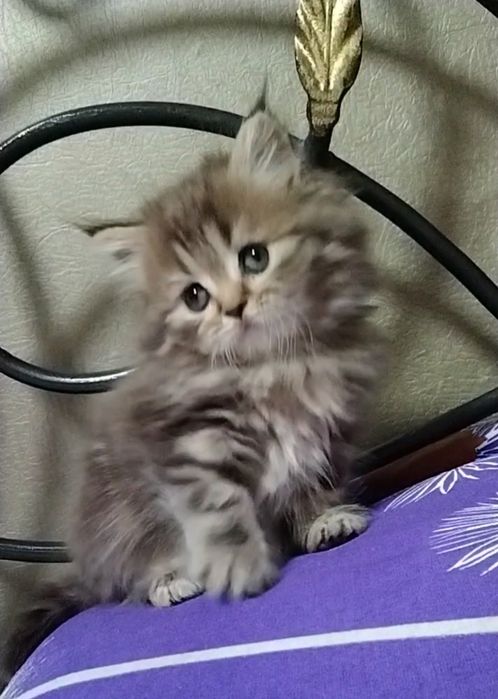 Шотландская прямоухая. Хайленд.