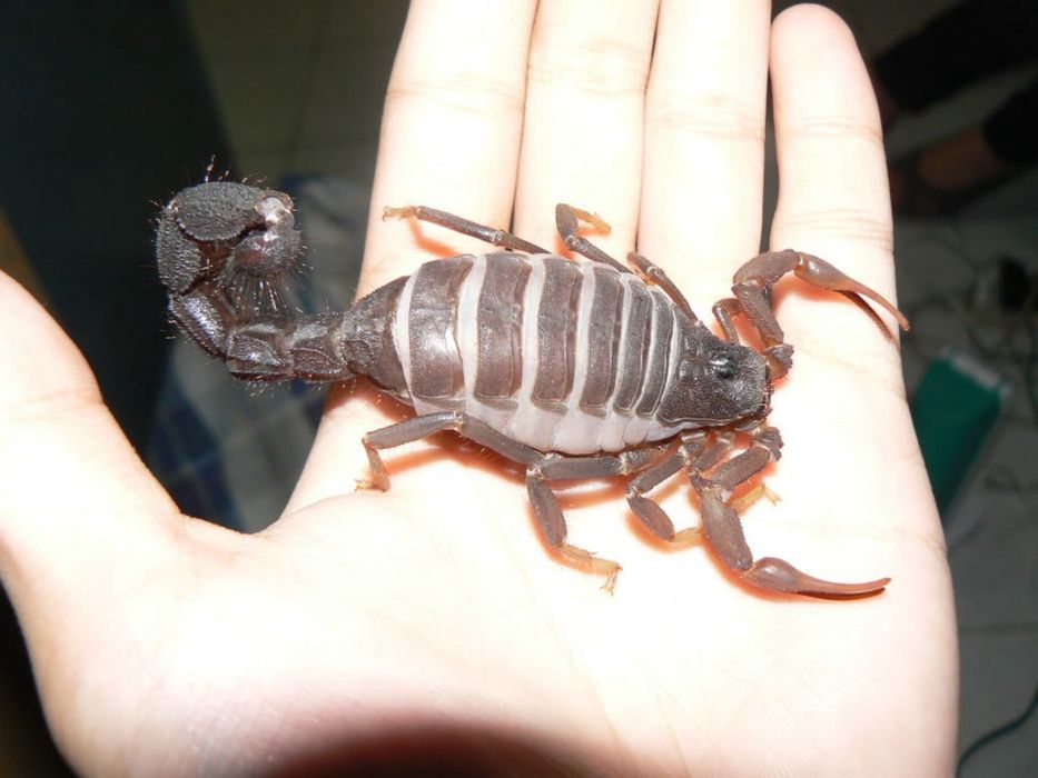 parabuthus transvaalicus 4-5in
