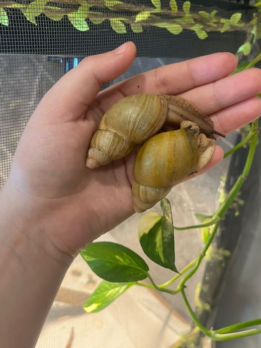 Архахтина папиреции альбино шелл